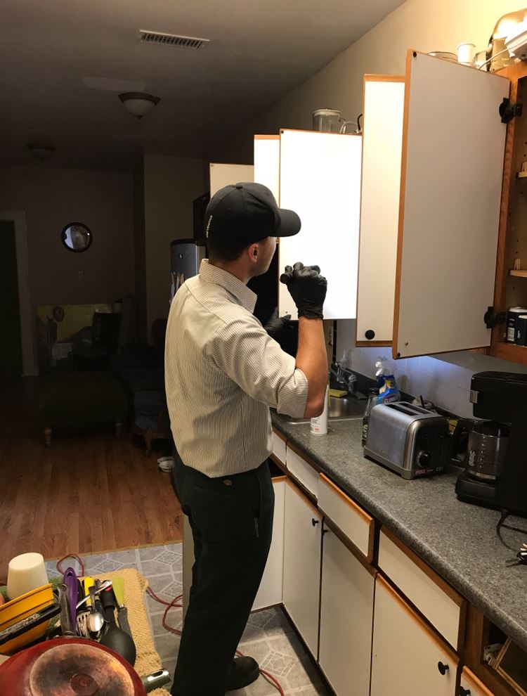Cockroach inspection in Houston